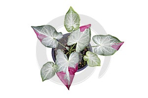 Top view of Caladium bicolor is queen of the leafy plants growing in pot isolated on white background.