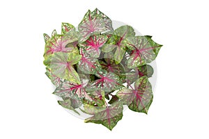 Top view of Caladium bicolor is queen of the leafy plants in pot isolated on white background.