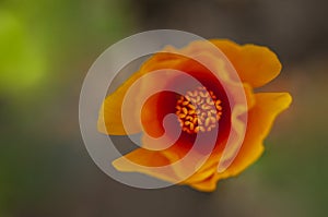 An top view of a California poppy reveals a macro perspective of anthers.