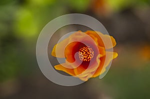 An top view of a California poppy reveals a macro perspective of anthers.