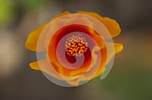 An top view of a California poppy reveals a macro perspective of anthers.