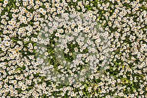 Top view of a camomile or ox-eye daisy meadow, daisies, top view,  background texture