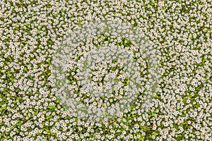 Top view of a camomile or ox-eye daisy meadow, daisies, top view,  background texture