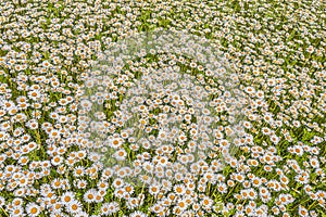 Top view of a camomile or ox-eye daisy meadow, daisies, top view,  background texture