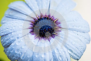 Top view of cape rain daisy flower with water