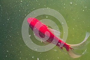 Top view of carp coi in pond.  Cyprinus carpio close up