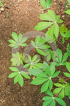 Top view of cassava or manihot plants cultivation
