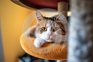 top view of a cat lying on a scratching post platform