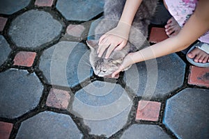 Top view cat with stroking massage head by asian child girl hand , pet and owner on floor of home background