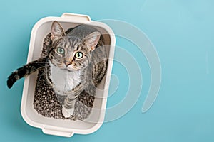 Top view of cat in white litter box on blue studio background