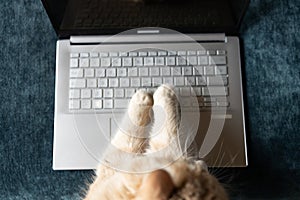 Top view of cat working on computer. Funny photo of cat paws typing on laptop.