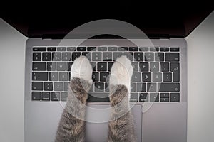 Top view of cat working on computer. Funny photo of cat paws typing, texting or pressing buttons on a laptop keyboard