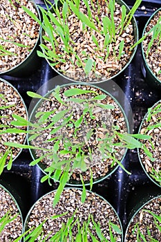 Top view of catgrass growing in round pots