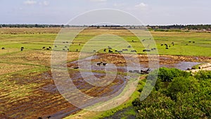 Top view of Cattle on the pasture in Sri Lanka.