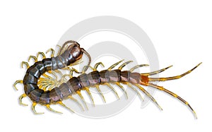 The top view of Centipede isolated on white background and clipping path.