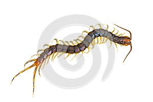The top view of Centipede isolated on white background and clipping path.