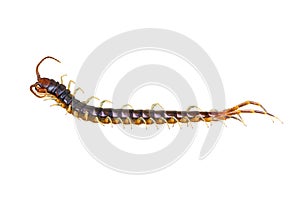 The top view of Centipede isolated on white background and clipping path,