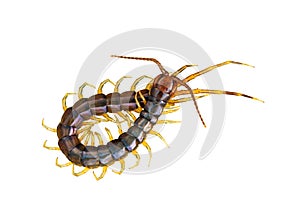 The top view of Centipede isolated on white background and clipping path.