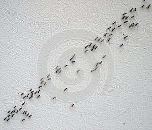 Top view of the chain of ants