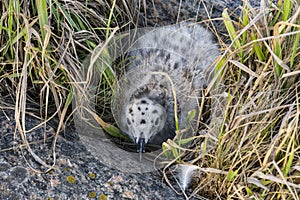 Top view on a chick of large polar gull hiding among rocks photo