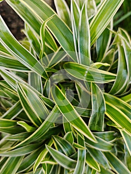 Top view of the Chlorophytum Comosum, it also known as spider plant