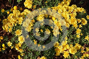 Top view of Chrysanthemum with yellow flowers
