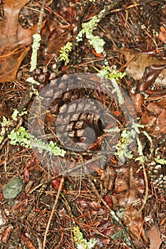 Fallen pine cone on a bed of pine needles and moss covered branches