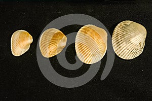 Group of clam shells, on a black background