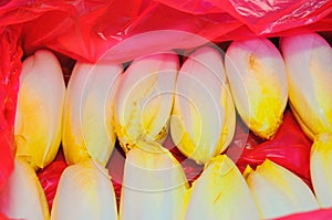 Two rows of belgine endives, in red plastice protection sheets photo