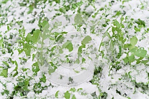Top view close-up Arugula or rocket cool crops with snow covered near Dallas, Texas