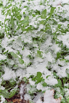 Top view close-up Arugula or rocket cool crops with snow covered near Dallas, Texas