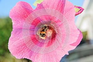 Bee on a malva flower