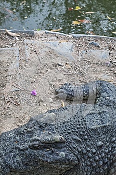 Top-view close-up of a crocodile