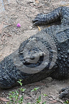 Top-view close-up of a crocodile