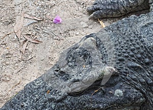 Top-view close-up of a crocodile