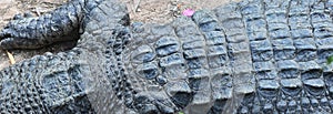 Top-view close-up of a crocodile