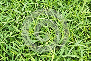 Top view and close up empty green grass field. Green field of gr