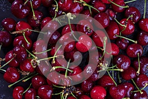 Top view and close up on fresh, wet, dark cherries.