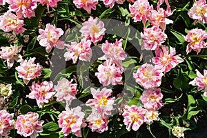 Top view close-up of gorgeous bright pink-white double tulips with open petals