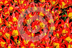 Top view close-up of gorgeous bright red-yellow lily tulips in bright sunlight. close together in a flower bed