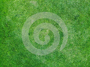 Top view and close up of green grass texture background