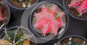 Top view, Close-up group of colorful Gymnocalycium mihanovichii pot. Cactus are popular with thorns and are highly resistant to