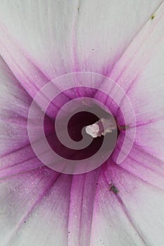 Top view close-up macro of Cairo Morning Glory, Ipomoea , India.