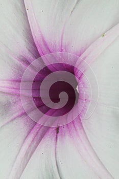 Top view close-up macro of Cairo Morning Glory, Ipomoea , India.