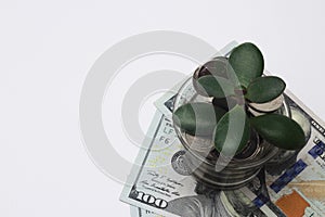 Top view, close-up on a money tree that grows in a glass piggy bank filled with coins.