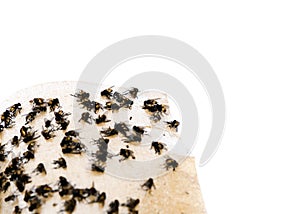 Top view close-up pile of housefly trapped on sticky paper tape isolated on white