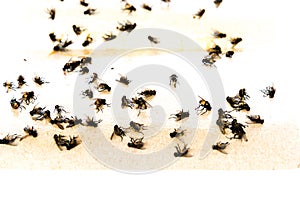 Top view close-up pile of housefly trapped on sticky paper tape isolated on white