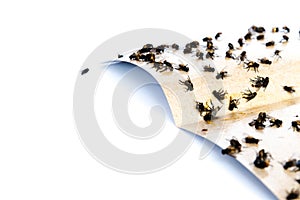 Top view close-up pile of housefly trapped on sticky paper tape isolated on white