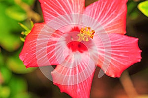 Pink Hibiscus flower, in full bloom