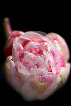 Top view close-up of a pink tulip flower covered in water drops against a dark background